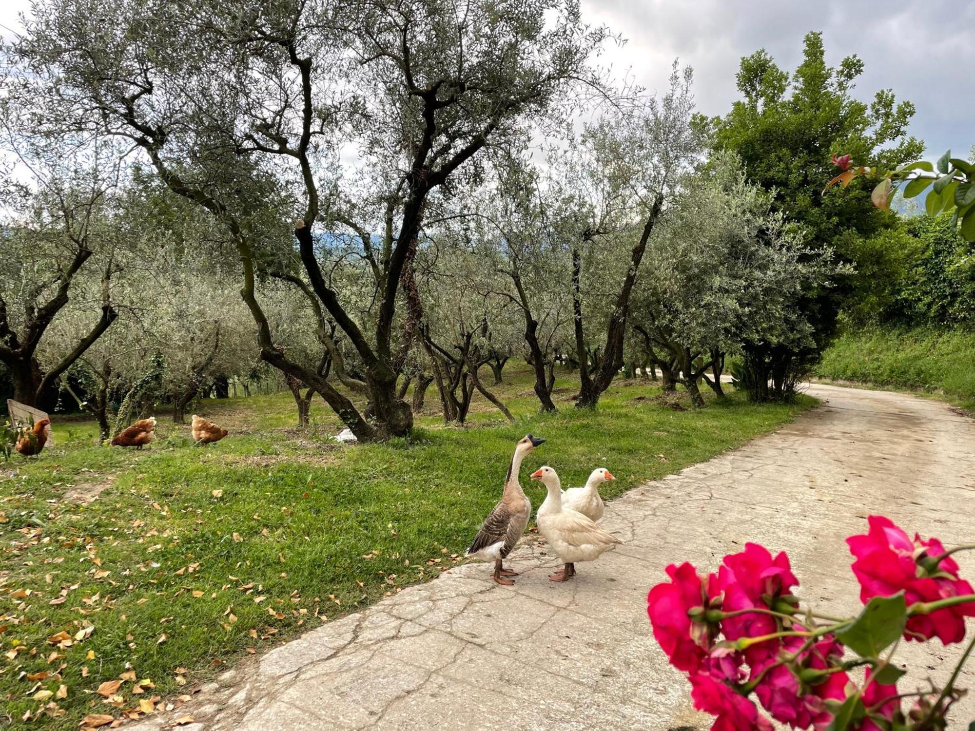Agriturismo Torre Ercolana Ананьї Екстер'єр фото